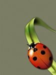 pic for Lady Bug Art 